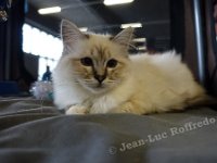 DSC07110 (NAMUR 26fev2017)