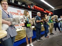 DSC09061 (ANDENNE 09-04-2017) (28)