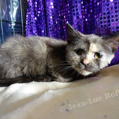 DSC02106 (Dison30oct2016)
