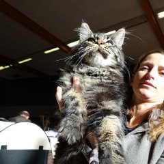 DSC02416 (Dison30oct2016)