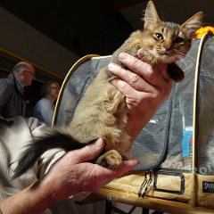 DSC02567 (Dison30oct2016)