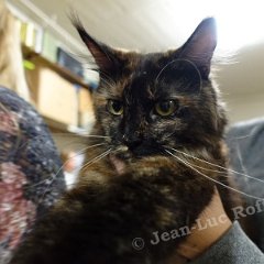 DSC02634 (Dison30oct2016)