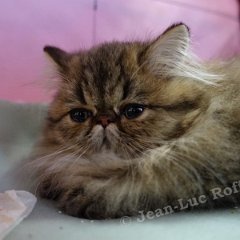 DSC02665 (Dison30oct2016)
