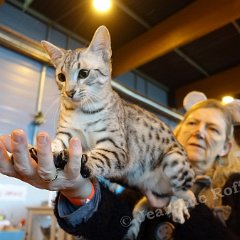 DSC08966 (ARRAS 09oct2016)