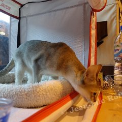 DSC09732 (ARRAS 09oct2016)
