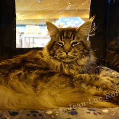 DSC09829 (ARRAS 09oct2016)