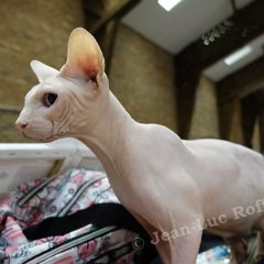 DSC03419 (LIEVIN28aout2016)