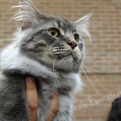 DSC03862 (LIEVIN28aout2016)