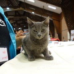 DSC03875 (LIEVIN28aout2016)