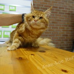 DSC03952 (LIEVIN28aout2016)