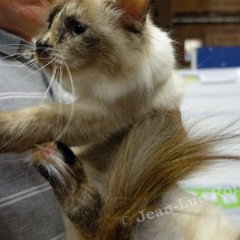 DSC04064 (LIEVIN28aout2016)
