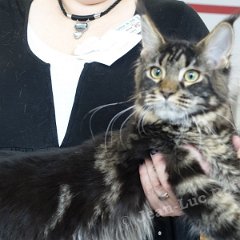 DSC06615 75 (HAMM2016)