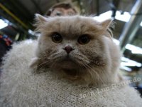 DSC01309 (MERELBEKE 15jan2017)