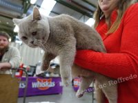 DSC02067 (MERELBEKE 15jan2017)