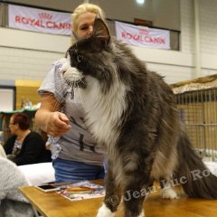 DSC07681 (LageZwaluwe02oct2016)