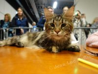 DSC03129 (HOUTEN 29jan2017)