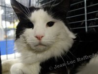 DSC03533 (HOUTEN 29jan2017)