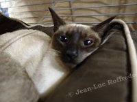 DSC04127 (HOUTEN 29jan2017)