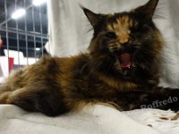 DSC04137 (HOUTEN 29jan2017)