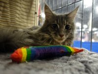 DSC05682 (HOUTEN 29jan2017)