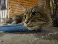 DSC05688 (HOUTEN 29jan2017)