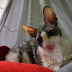 DSC05691 (HERSELT26nov2016)