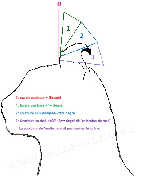 AMERICAN_CURL_courbure_oreilles