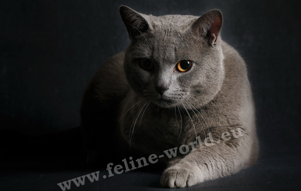 CHARTREUX_1