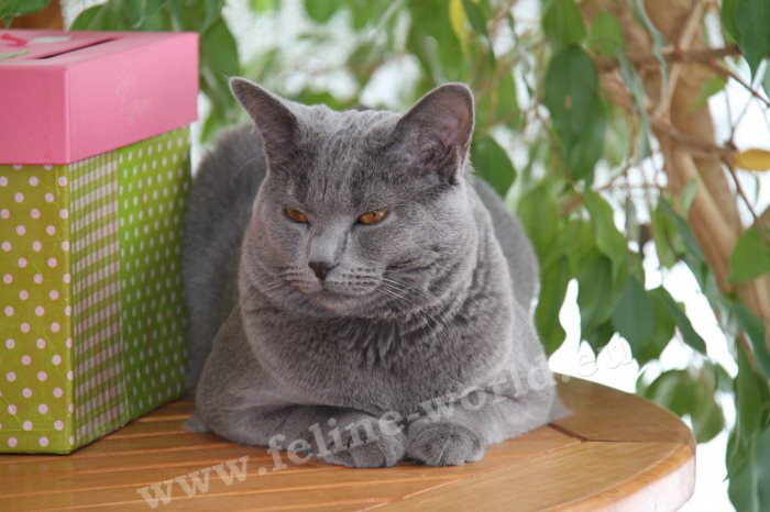 CHARTREUX_10