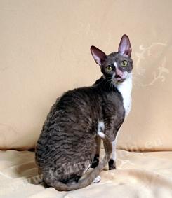 CORNISHREX_femelle