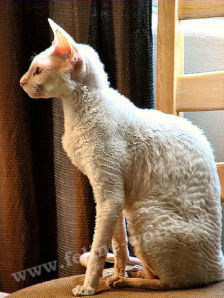 CORNISHREX_white