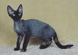 DEVONREX_black