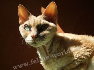 DEVONREX_roux