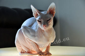 DONSPHYNX-male