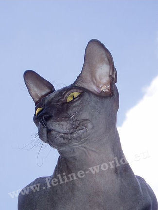 DONSPHYNX-male2