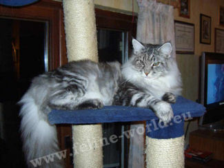 MAINECOON-blacksilvertabbyblotched