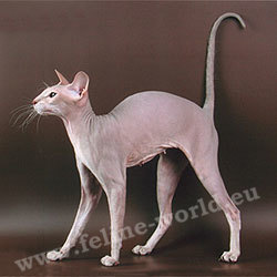 PETERBALD_1