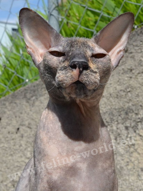 PETERBALD_10