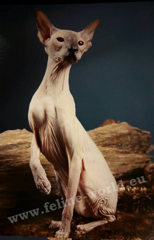 PETERBALD_11