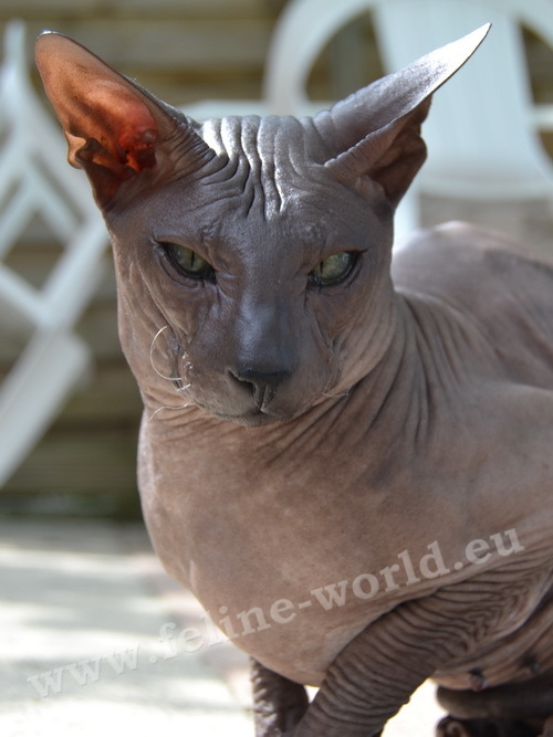 PETERBALD_12