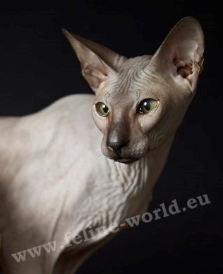 PETERBALD_13