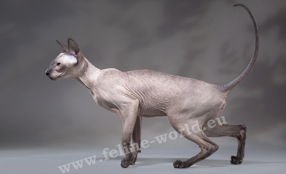 PETERBALD_14