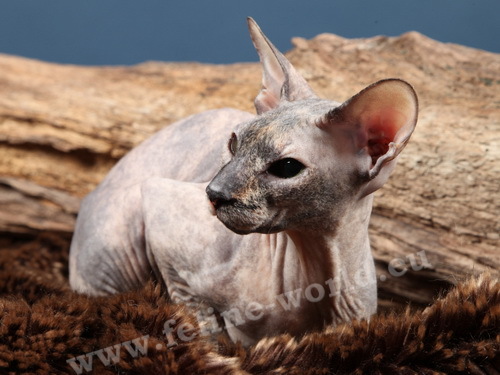 PETERBALD_18