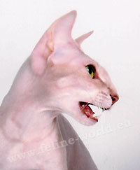 PETERBALD_2-LILACTABBY.jpg