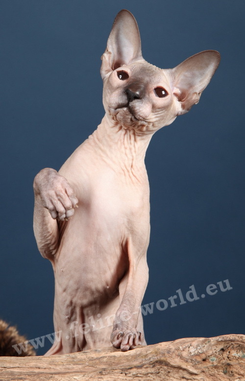 PETERBALD_20