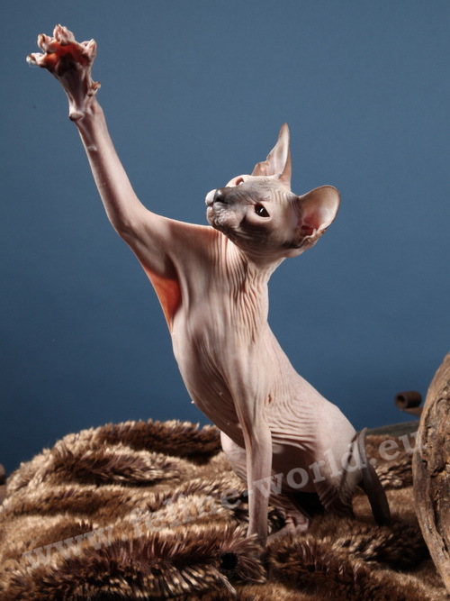 PETERBALD_21