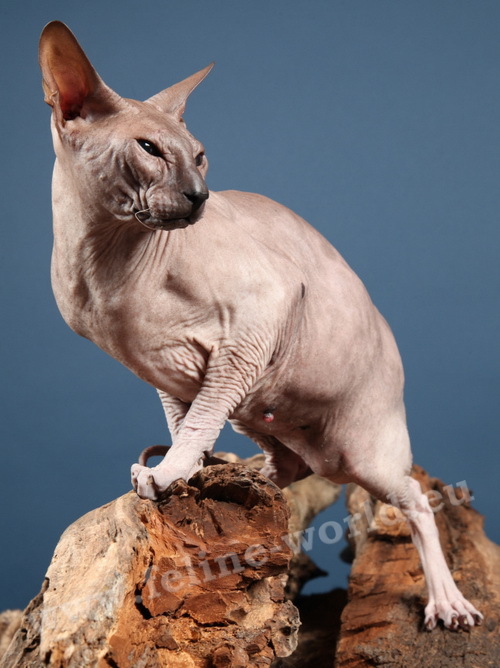 PETERBALD_22