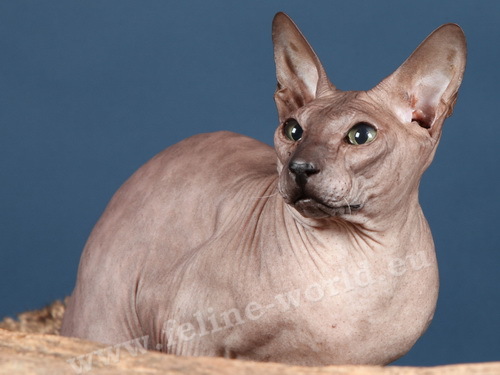 PETERBALD_23