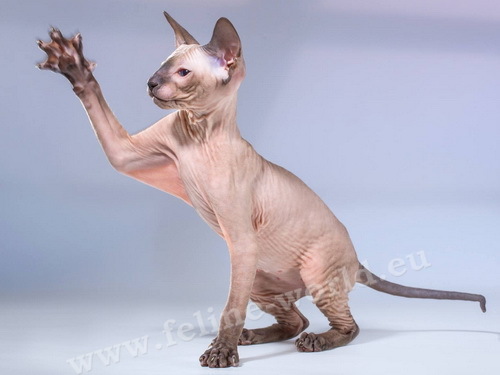 PETERBALD_24