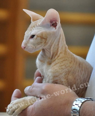 PETERBALD_25